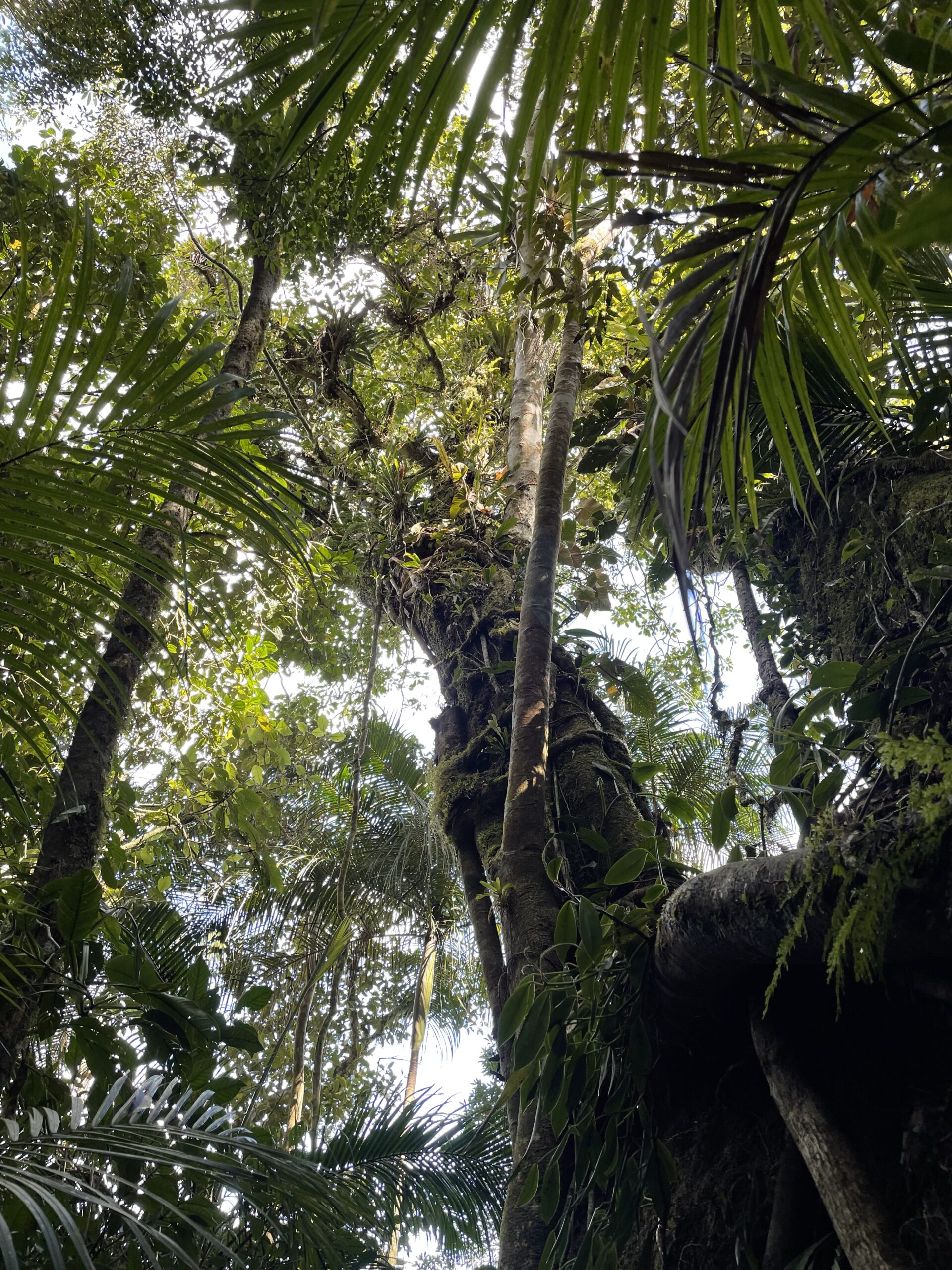 Espécies nativas da Mata Atlântica.