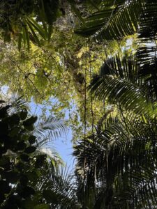 Árvores nativas do bioma Mata Atlântica
