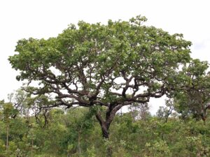 O Pequi é uma espécie nativa do Cerrado