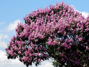 A Quaresmeira (Tibouchina granulosa), muito utilizada no paisagismo urbano